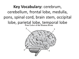 brain-vocab